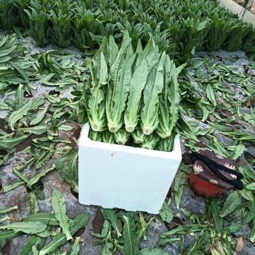 油麦菜