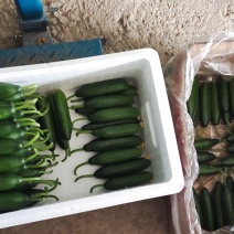 精品小青瓜大量上市产地现摘现发支持视频看货欢迎来电洽谈