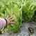 油麦菜