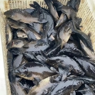 精品新品种乌鲫鱼