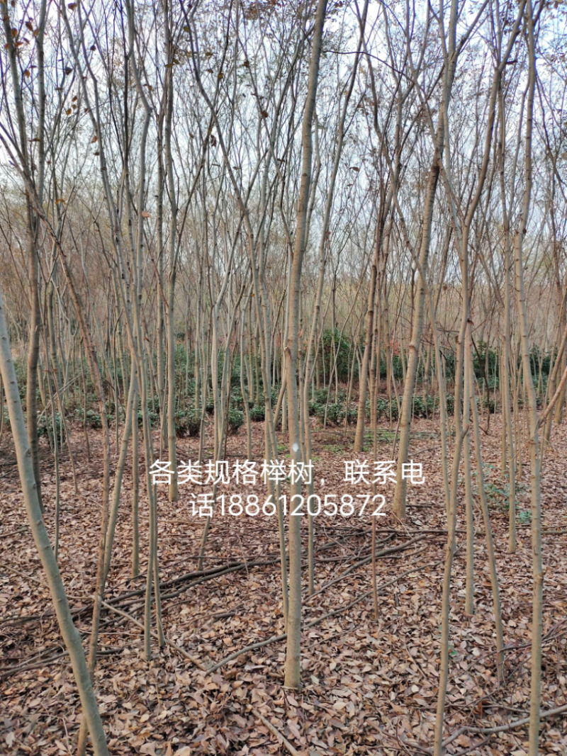 榉树红榉树齐全1至25公分红榉树榉树小苗占地用苗造林用苗