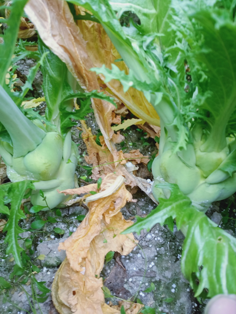 浙江绍兴榨菜头上市了有需要的老板联系我