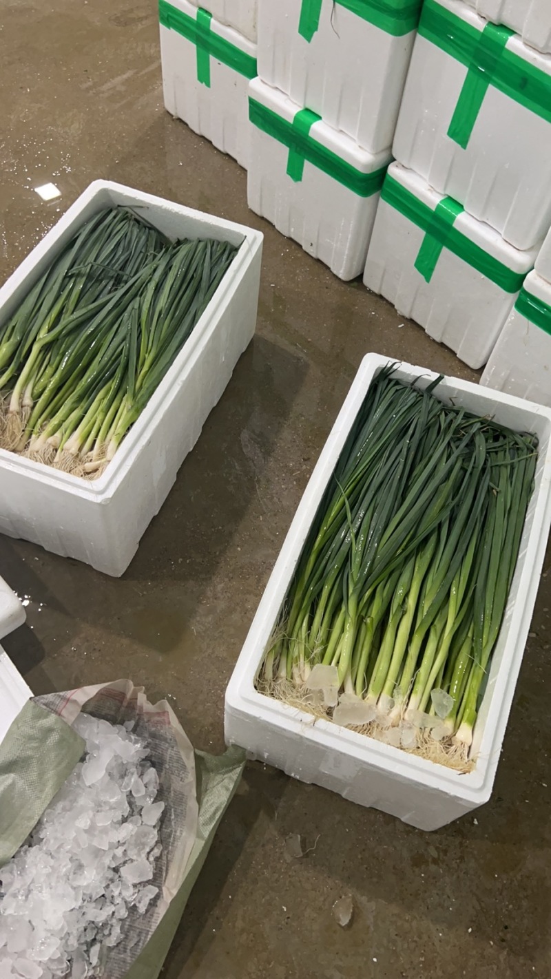 精品云南蒜苗白蒜叶大量上市干货水货欢迎来电