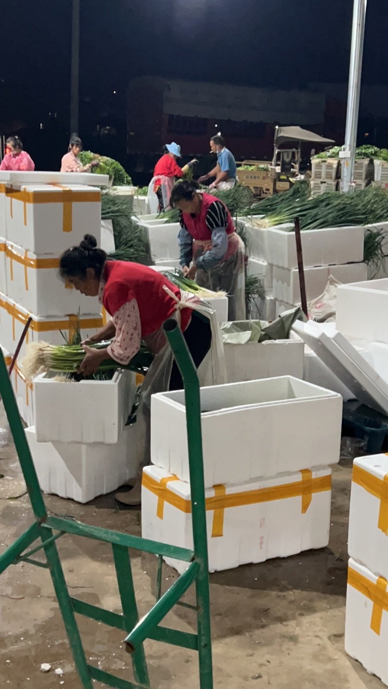 精品云南蒜苗白蒜叶大量上市干货水货欢迎来电