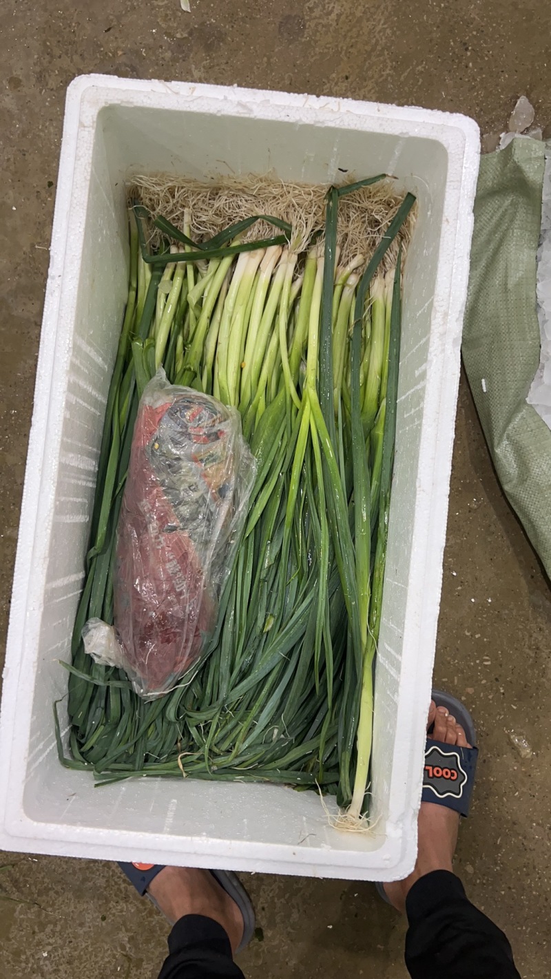精品云南蒜苗白蒜叶大量上市干货水货欢迎来电