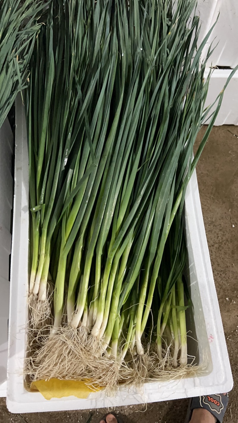 精品云南蒜苗白蒜叶大量上市干货水货欢迎来电