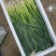 精品云南蒜苗白蒜叶大量上市干货水货欢迎来电