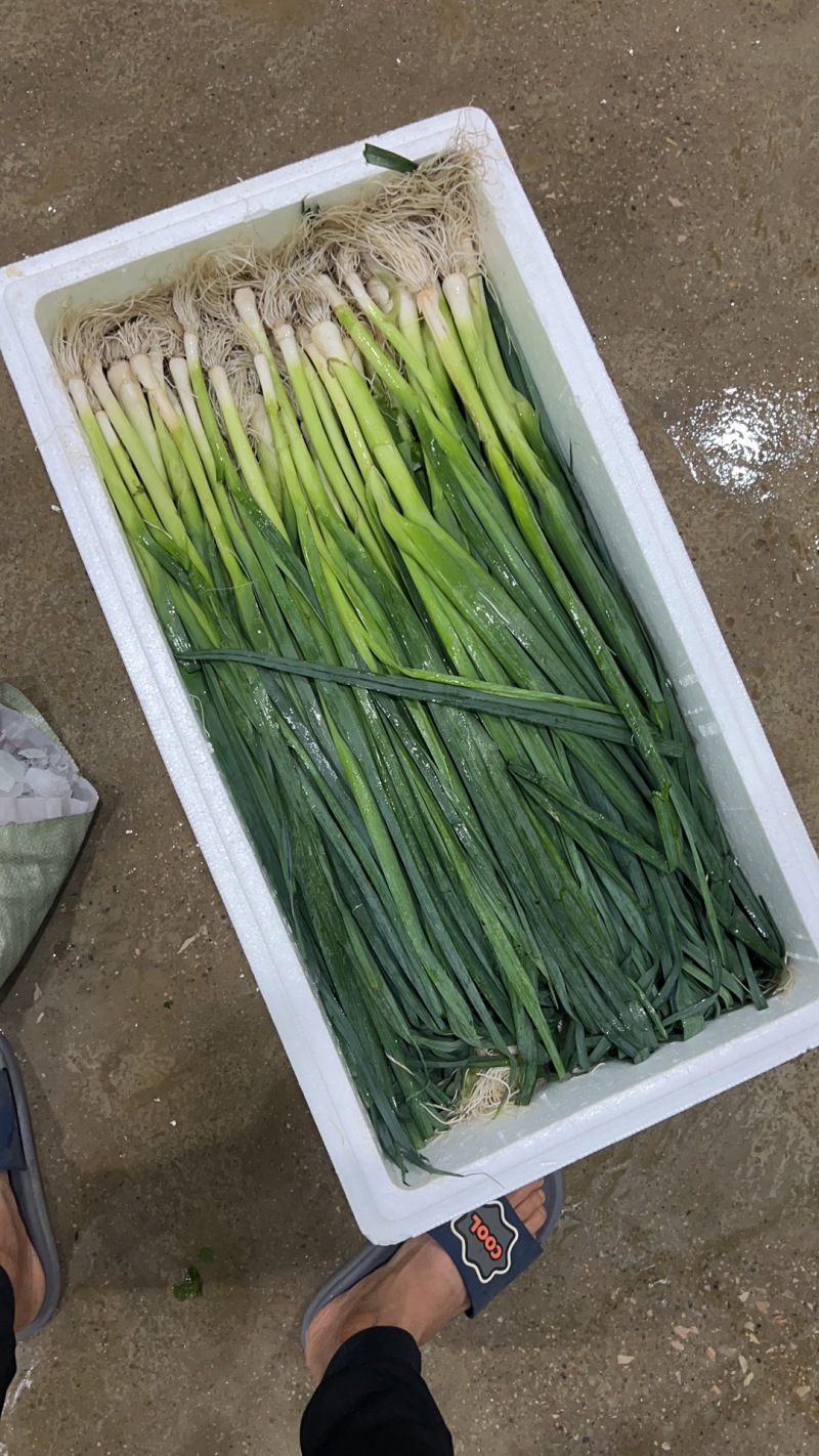 精品云南蒜苗白蒜叶大量上市干货水货欢迎来电