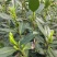 杭州西湖龙井茶