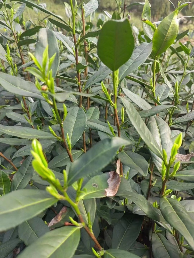 杭州西湖龙井茶