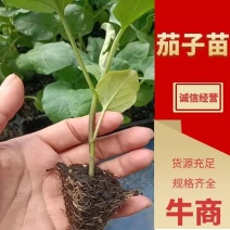 茄子苗，长茄苗中短茄规格齐全基地育苗质量保证欢迎电联