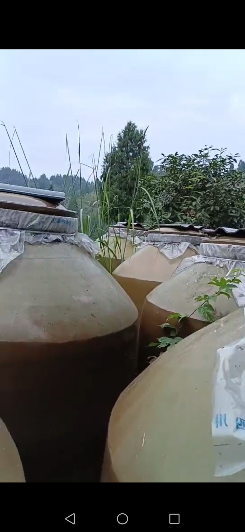 纯五谷杂粮酒精品