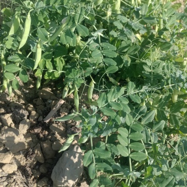 大白豌豆荚，大量现货，欢迎咨询
