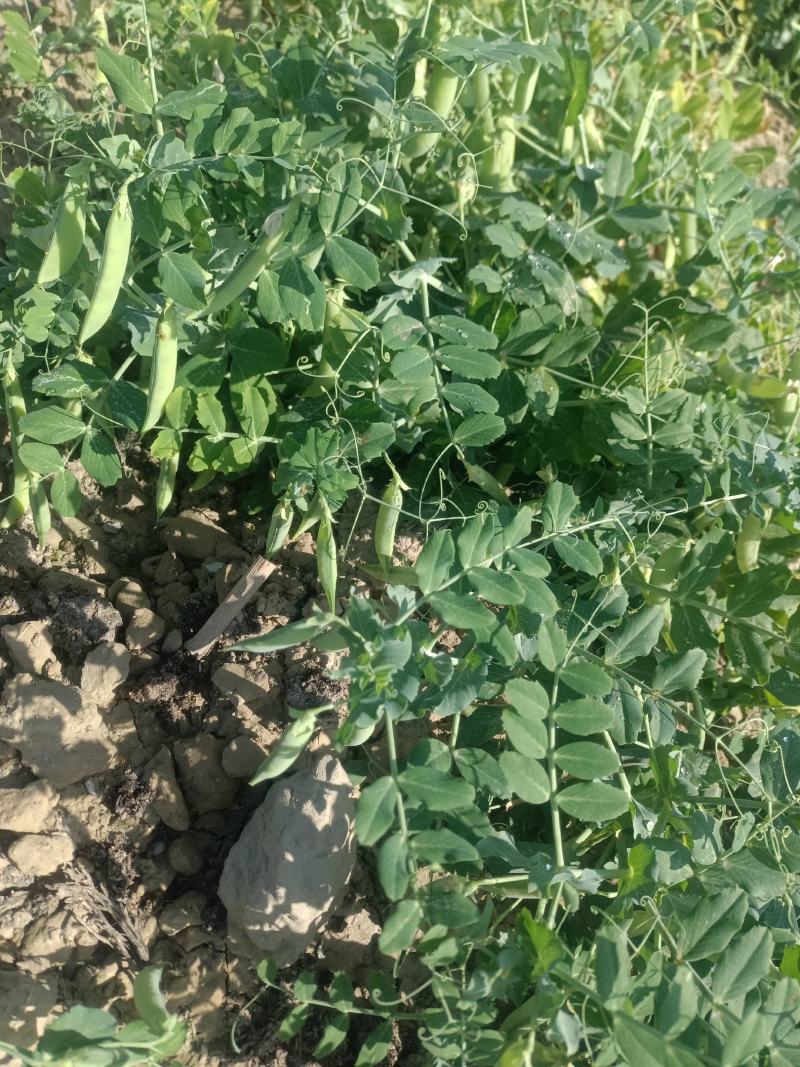大白豌豆荚，大量现货，欢迎咨询