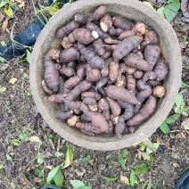 鲜货三叶青量大，从优基地直发，欢迎咨询一手货源
