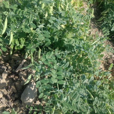 豌豆荚，大量现货