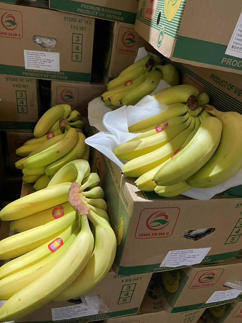 常年供货，菲律宾进口香蕉，规格4—5—6把.保质保量