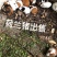 荷兰猪