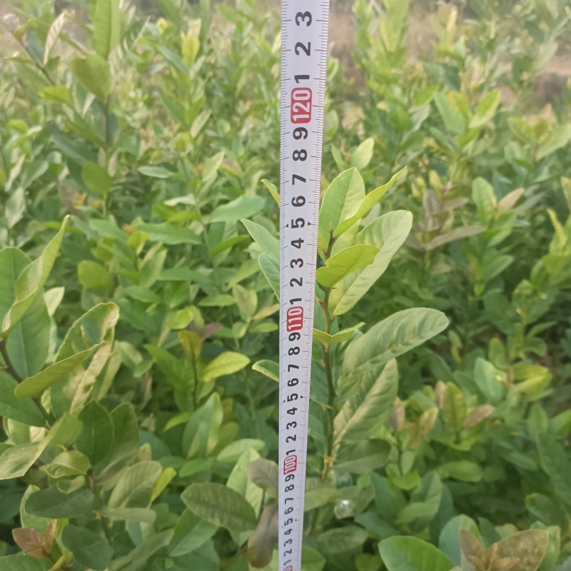广东无籽香水柠檬杯苗，一米高起，带花苞，大量现货供应