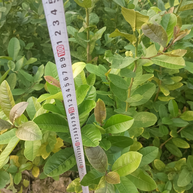 广东无籽香水柠檬杯苗，一米高起，带花苞，大量现货供应