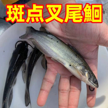 斑点叉尾鮰鱼苗叉尾鱼苗包活到家成鱼回收技术指导