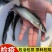 斑点叉尾鮰鱼苗叉尾鱼苗包活到家成鱼回收技术指导