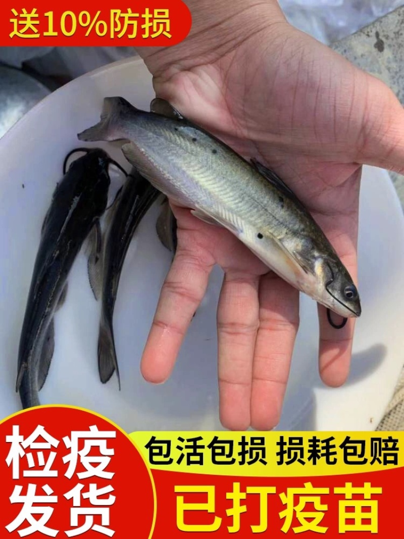 斑点叉尾鮰鱼苗叉尾鱼苗包活到家成鱼回收技术指导