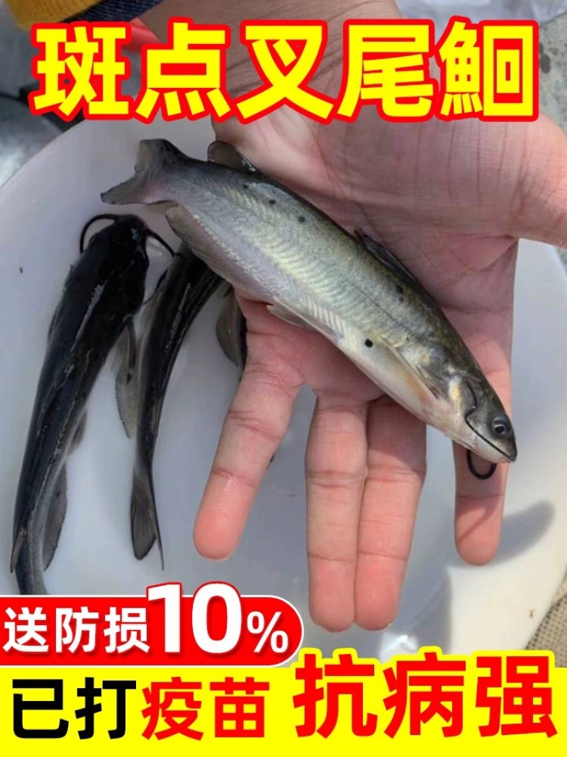 斑点叉尾鮰鱼苗叉尾鱼苗包活到家成鱼回收技术指导