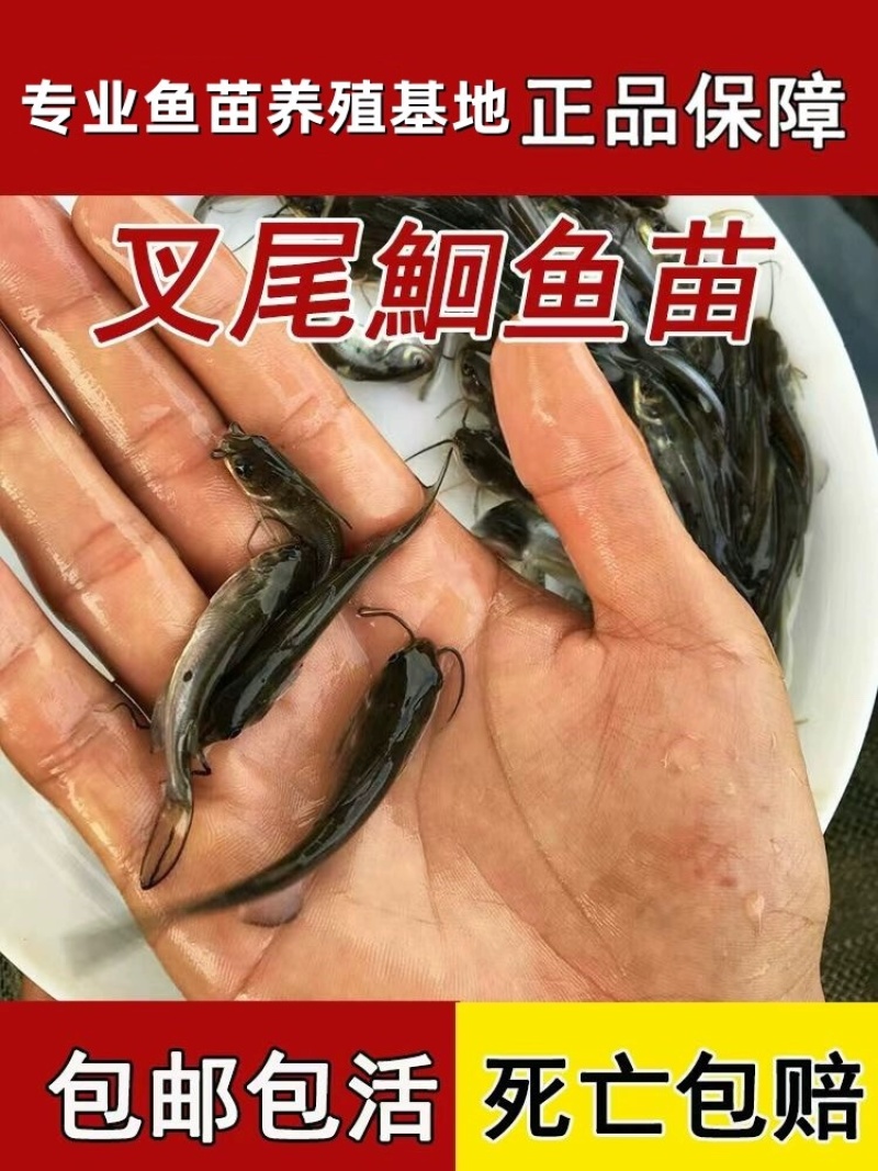 斑点叉尾鮰鱼苗叉尾鱼苗包活到家成鱼回收技术指导