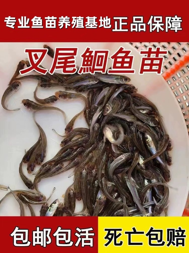 斑点叉尾鮰鱼苗叉尾鱼苗包活到家成鱼回收技术指导