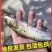 斑点叉尾鮰鱼苗叉尾鱼苗包活到家成鱼回收技术指导