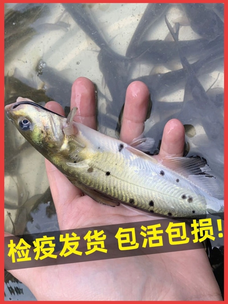 斑点叉尾鮰鱼苗叉尾鱼苗包活到家成鱼回收技术指导
