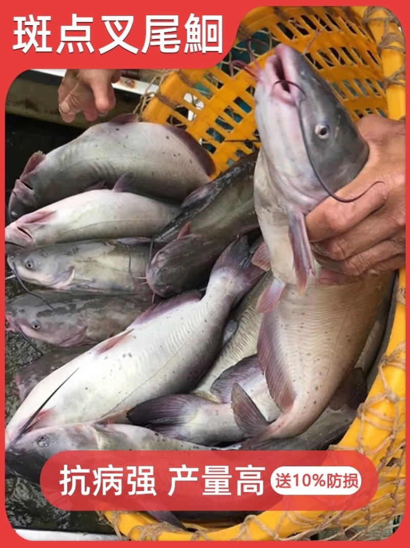 斑点叉尾鮰鱼苗叉尾鱼苗包活到家成鱼回收技术指导