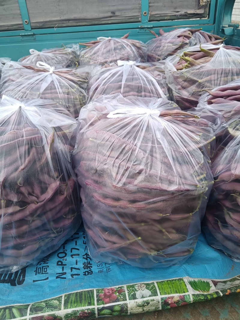 紫袍芸豆角产地直发，质量好，价格美丽，成车快欢迎来选购！