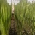 贡菜电商专用