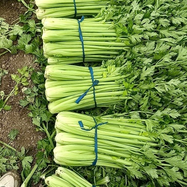精品西芹已大量上市需要的客户可前来产地实地考察采购
