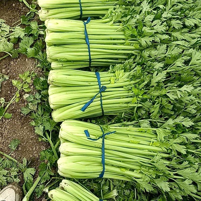 精品西芹已大量上市需要的客户可前来产地实地考察采购