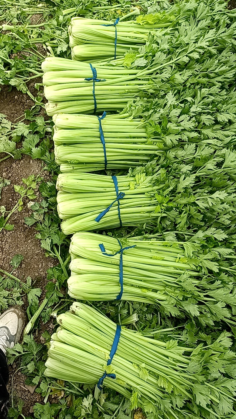 精品西芹已大量上市需要的客户可前来产地实地考察采购