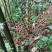 水煮苦笋，纯原生态，无添加剂，广西金秀大瑶山苦笋