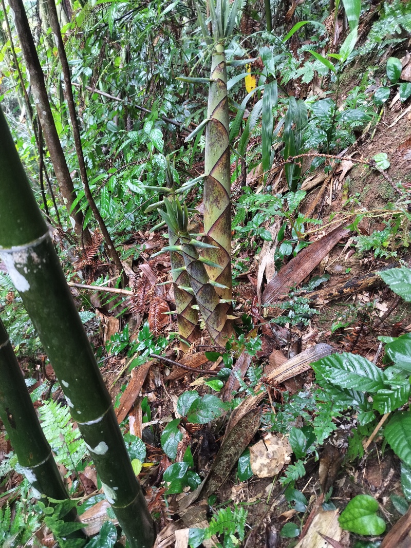 水煮苦笋，纯原生态，无添加剂，广西金秀大瑶山苦笋