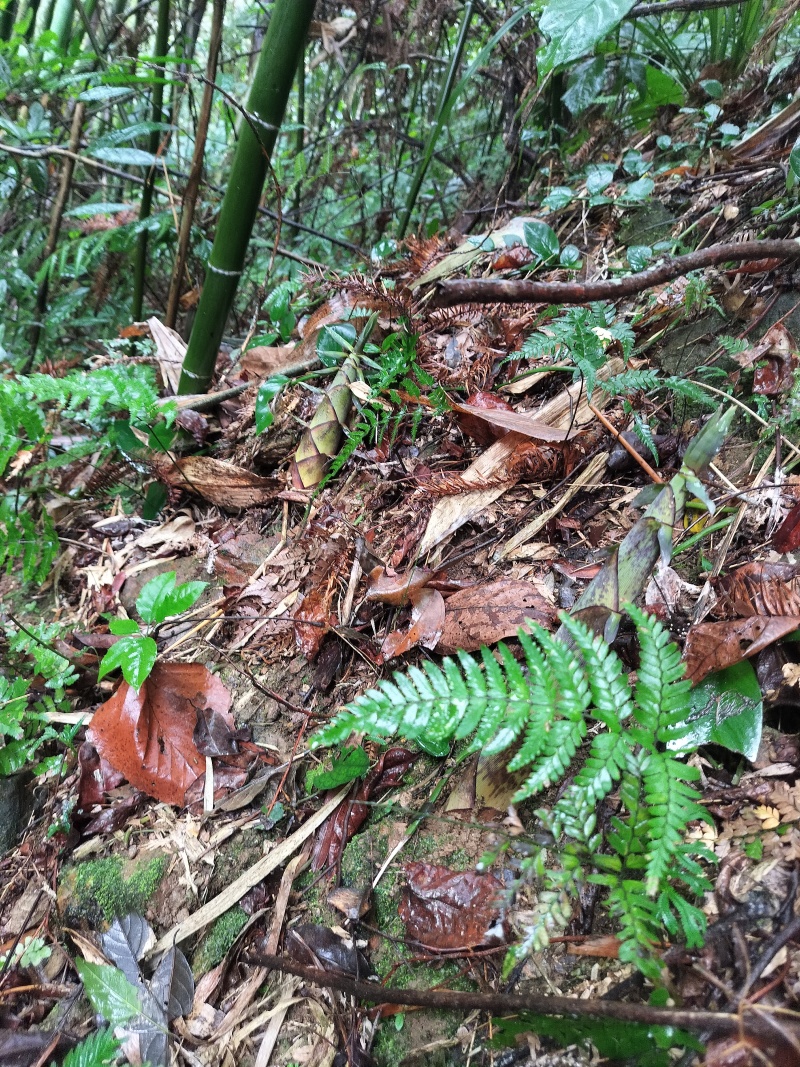 水煮苦笋，纯原生态，无添加剂，广西金秀大瑶山苦笋