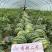 秀都二号西瓜种子品质红瓤甜度高品种种子