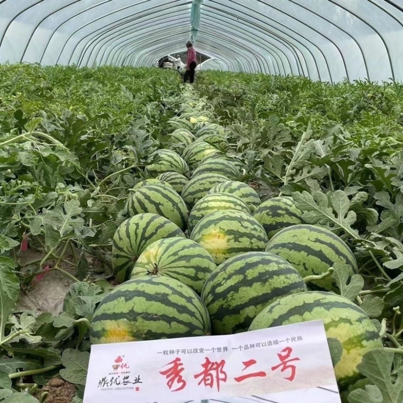 秀都二号西瓜种子品质红瓤甜度高品种种子
