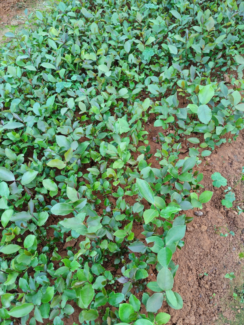 油茶苗，小芽苗大量出圃，数量100万株，欢迎联系