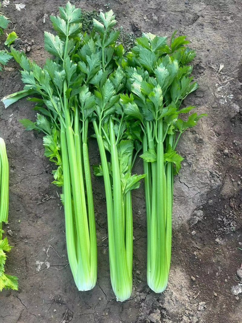 芹菜，西芹批发，电商货，量大优惠
