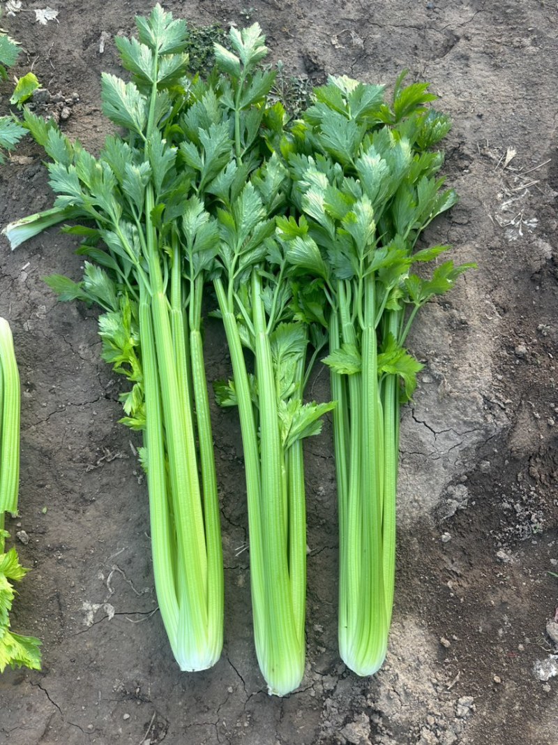 芹菜，西芹批发，电商货，量大优惠