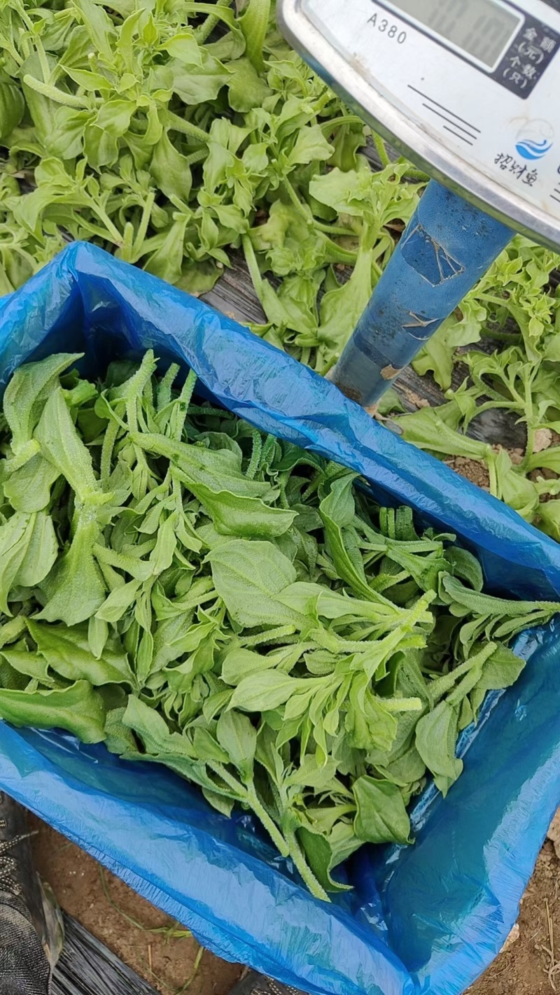 冰草，一手货源，场地直供，量大从优长期稳定供货