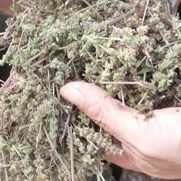 荆芥咀荆芥荆芥穗荆芥大全荆芥砠全荆芥荆芥穗