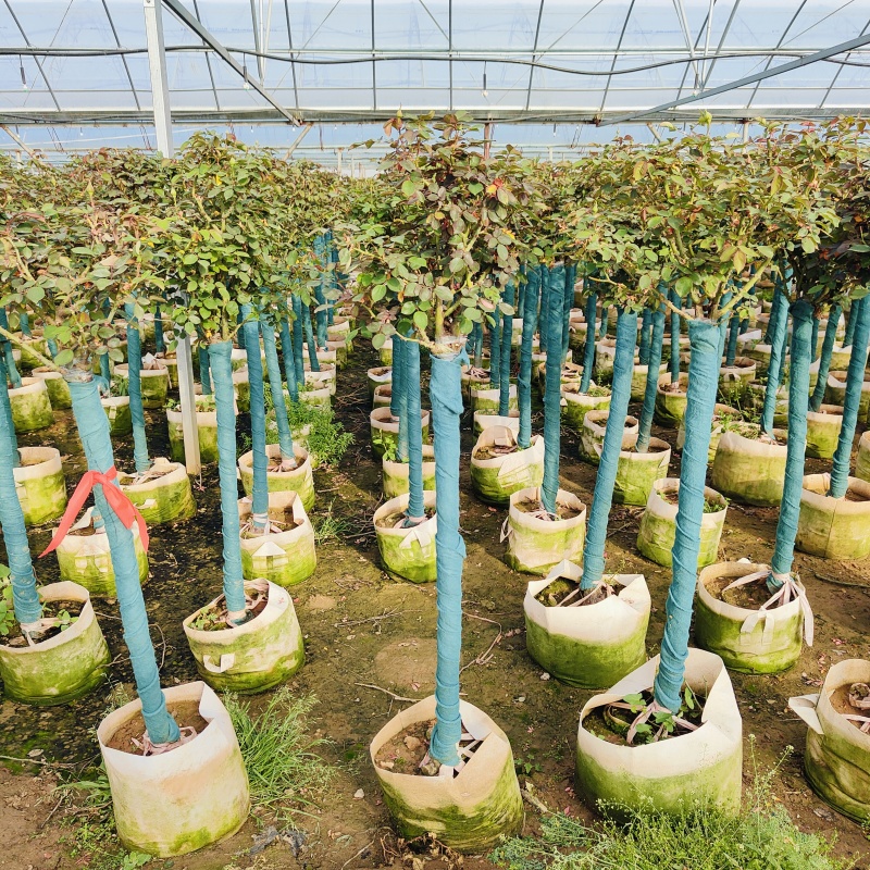 月季树3-6公分，树桩月季盆景，基地发货