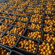 桂林阳朔夏橙，测糖16度，口感甜蜜，好果、次果大量供应